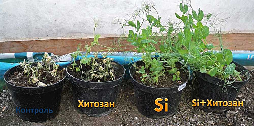Солеустойчивость гороха. Иллюстрация